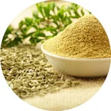Fenouil