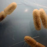 Bacillus coagulans probiotic
