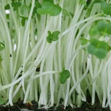 Broccoli extract