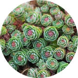 Rhodiola