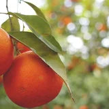 Vitamin C