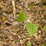 Wild yam